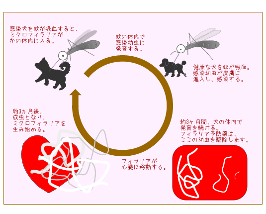 フィラリアのライフサークル